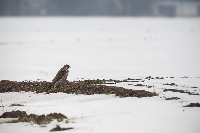 sokół wędrowny  - Ewa Janas