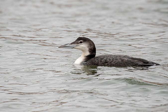 lodowiec  - Ewa Janas