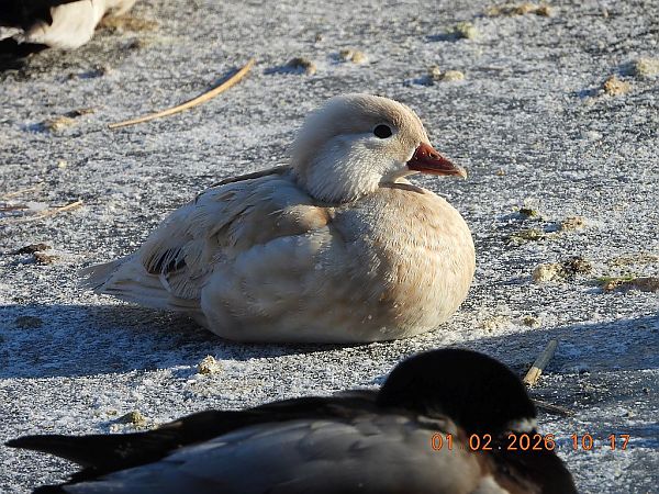 mandarynka  - Piotr Klukiewicz