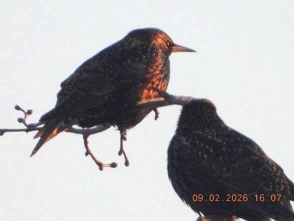 szpak  - Piotr Klukiewicz