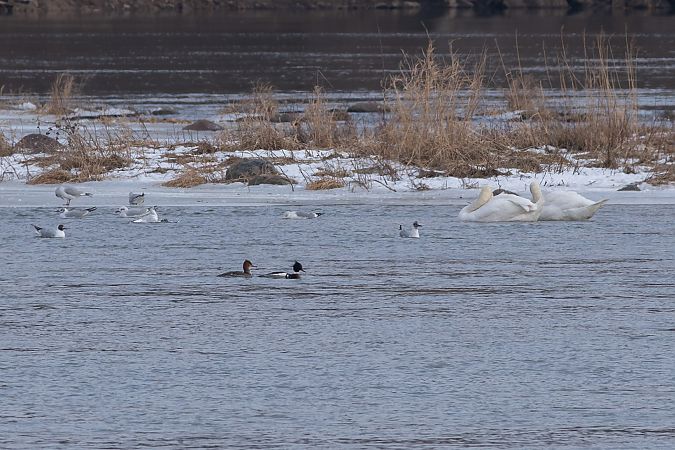 szlachar  - Michał Borucki