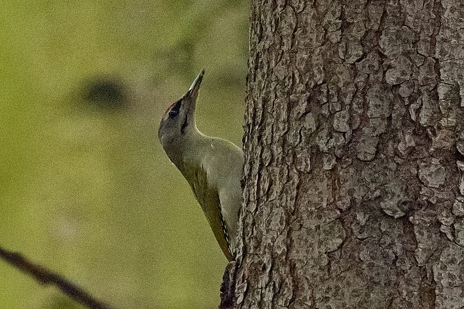 dzięcioł zielonosiwy 