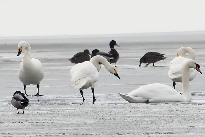 łabędź czarnodzioby 
