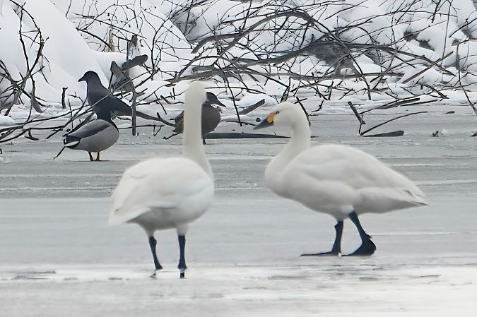Cygne de Bewick 