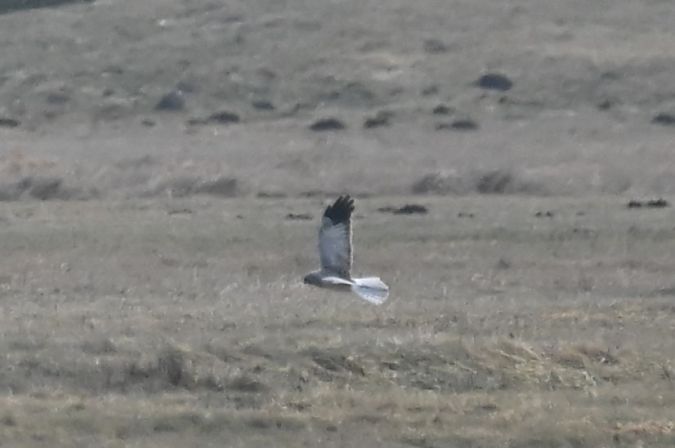 błotniak zbożowy  - Marian Giertych