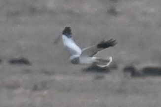 Kornweihe  - Marian Giertych