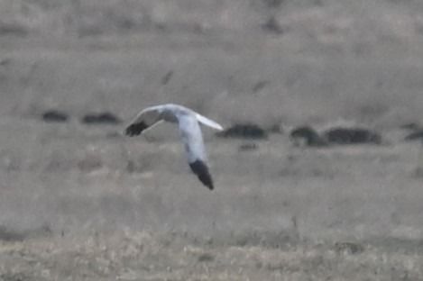 błotniak zbożowy  - Marian Giertych