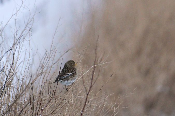 rzepołuch  - Krzysztof Nowak