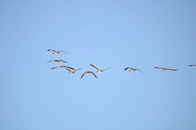 bernikla kanadyjska  - Krzysztof Nowak