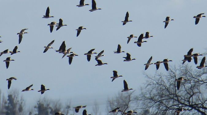 bernikla białolica  - Krzysztof Nowak