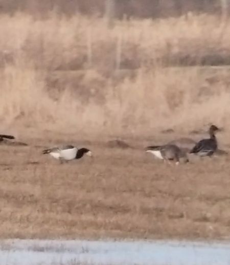 bernikla białolica  - Krzysztof Nowak