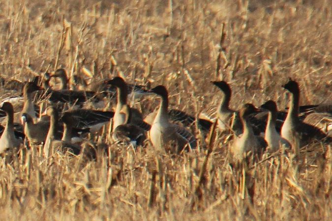 gęś krótkodzioba  - Krzysztof Nowak