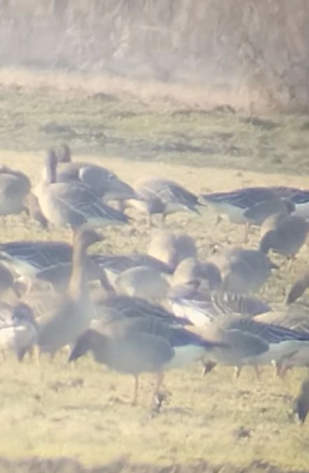 gęś krótkodzioba  - Krzysztof Nowak