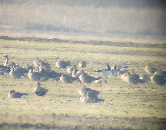 bernikla białolica  - Krzysztof Nowak