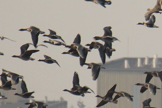 gęś krótkodzioba  - Krzysztof Nowak