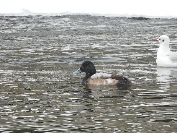 ogorzałka  - Agnieszka Domańska