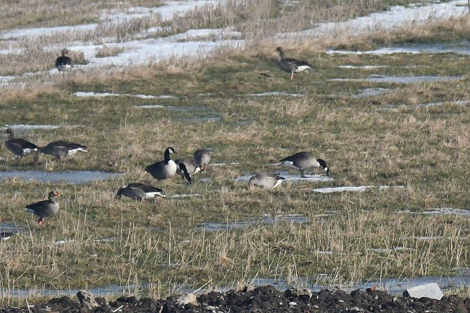 Kanadagans  - Marek Derda