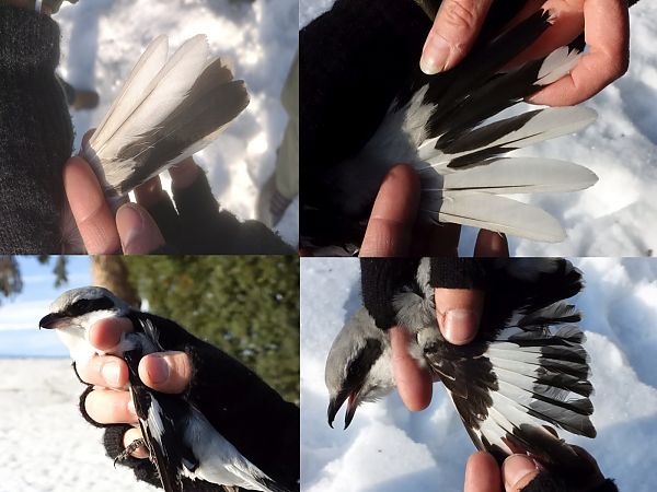 srokosz (ssp. homeyeri)  - Mariusz Zub