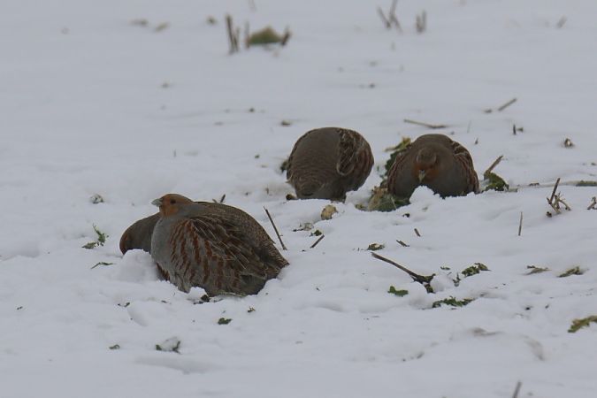 Rebhuhn  - Mariusz Zub