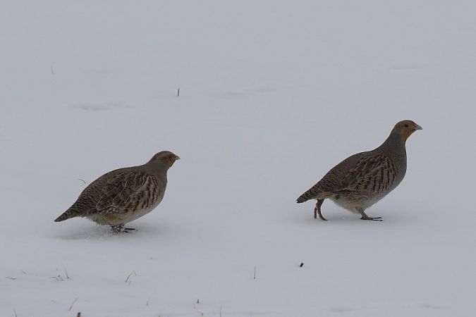 Rebhuhn  - Mariusz Zub