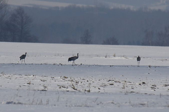 żuraw  - Mariusz Zub