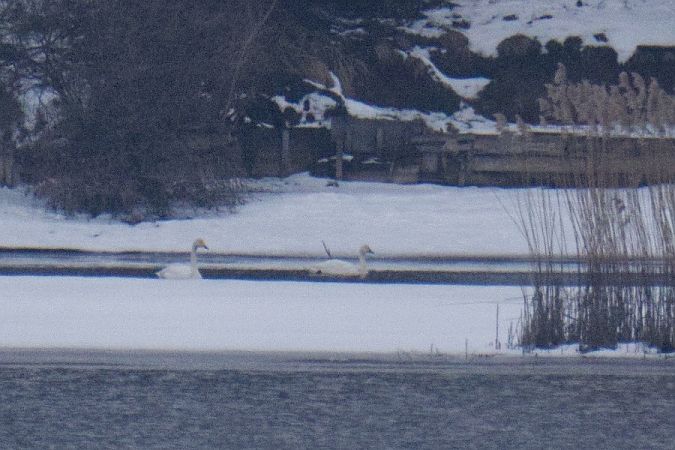 Zwergschwan  - Mariusz Zub