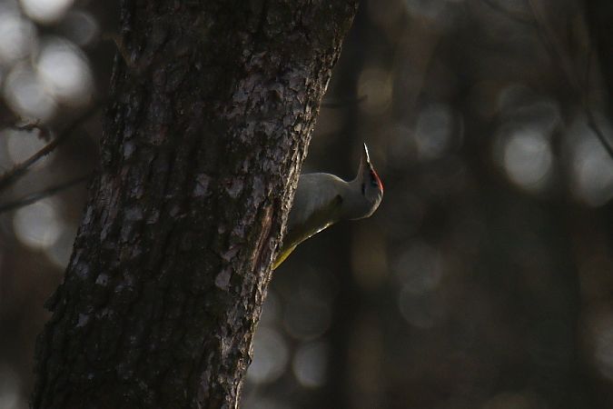 dzięcioł zielonosiwy  - Mariusz Zub