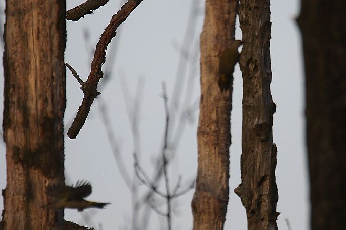 Pic cendré  - Mariusz Zub