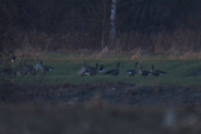 Weisswangengans  - Mariusz Zub