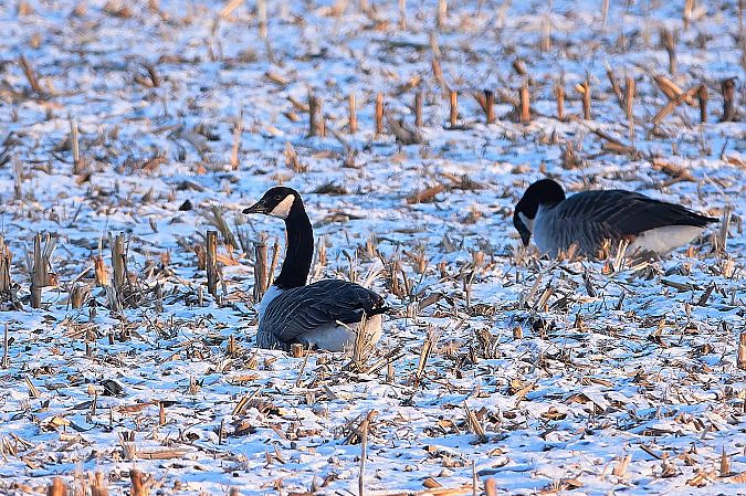 bernikla kanadyjska  - Teresa Mariusz Blank