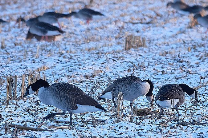 bernikla kanadyjska  - Teresa Mariusz Blank