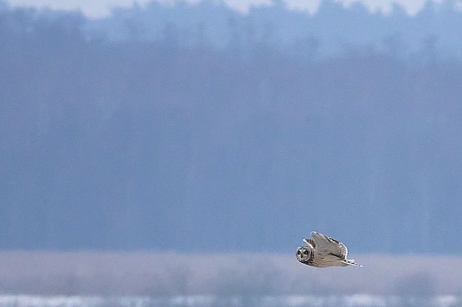 uszatka błotna  - Teresa Mariusz Blank