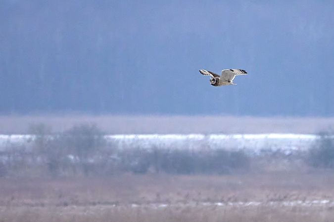 uszatka błotna  - Teresa Mariusz Blank