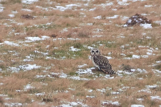 uszatka błotna  - Teresa Mariusz Blank