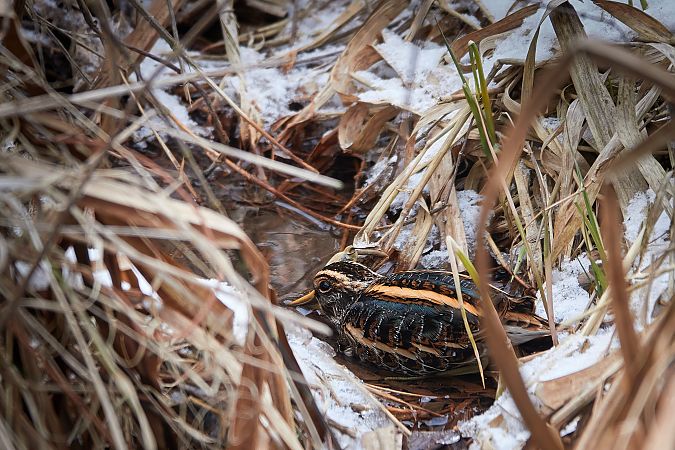 bekasik  - Teresa Mariusz Blank