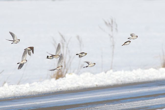 górniczek  - Marcin Dec