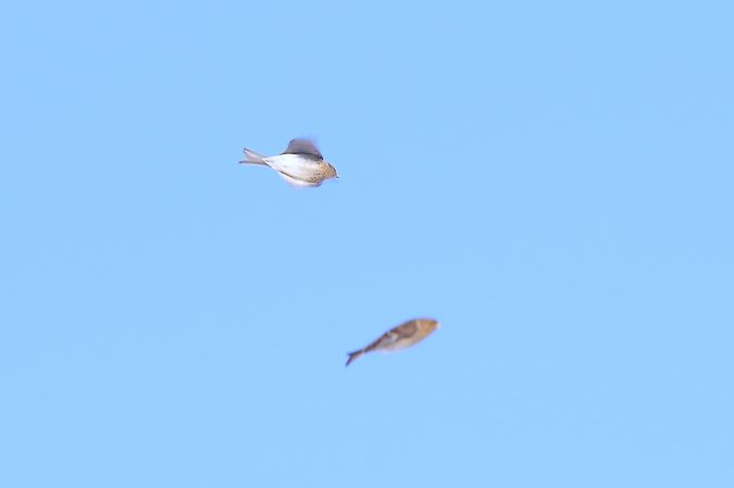 rzepołuch  - Marcin Dec