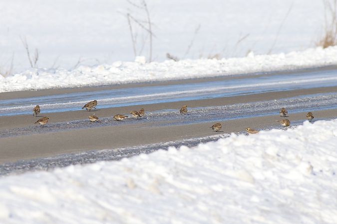 górniczek  - Marcin Dec