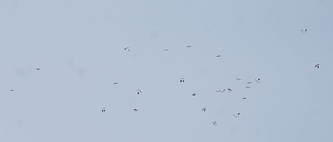 śnieguła  - Monika Żochowska