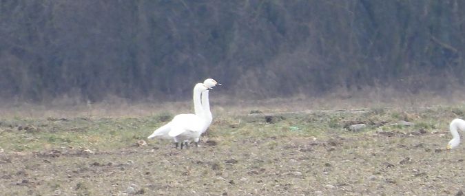 łabędź czarnodzioby 