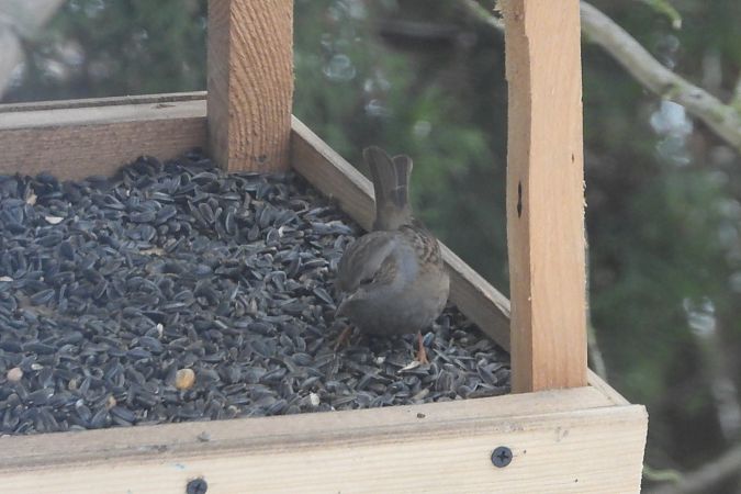 pokrzywnica  - Łukasz Krawczyk