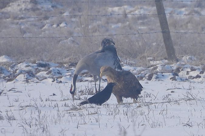 bielik  - Łukasz Krawczyk