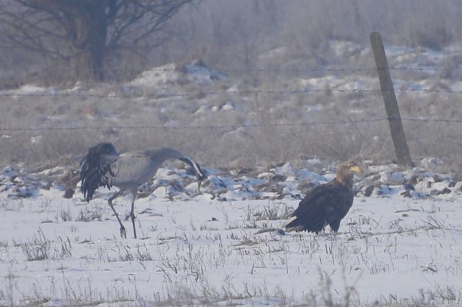 White-tailed Eagle  - Łukasz Krawczyk