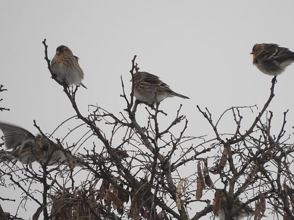 rzepołuch  - Andrzej Lipiński