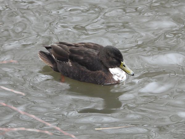 kaczka pływająca nieoznaczona 