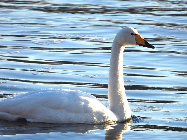 łabędź krzykliwy 