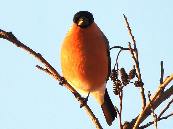 Eurasian Bullfinch 