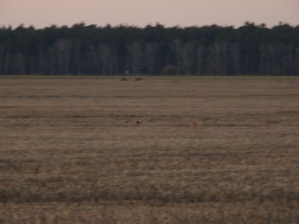 uszatka błotna  - Paweł Ratajczak