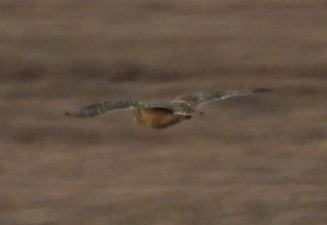 uszatka błotna  - Paweł Ratajczak