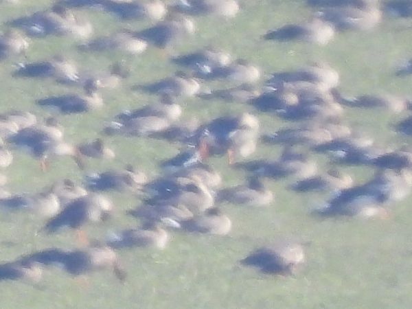 bernikla rdzawoszyja  - Paweł Ratajczak